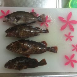 マイポイントでメバリングとチニング