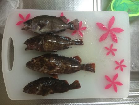 マイポイントでメバリングとチニング