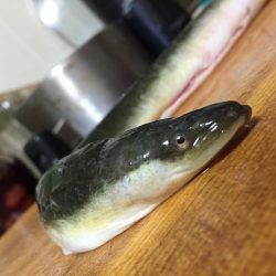 チヌ釣りのはずが！？