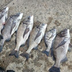 なんとかかんとか釣れました！