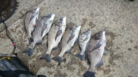 なんとかかんとか釣れました！