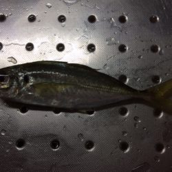 久々のカゴ釣り