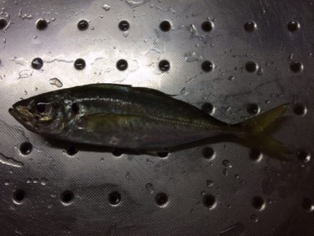 久々のカゴ釣り