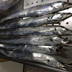 久々タチウオ釣行