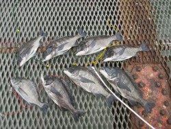 尼崎市立魚つり公園　チヌ落とし込み好調