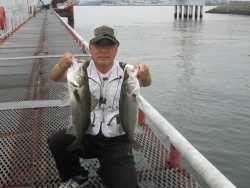 尼崎市立魚つり公園 エビ撒きでスズキ