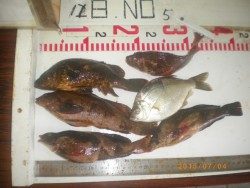 姫路市立遊魚センター シラサで五目釣り〜アイナメ・ガシラなど