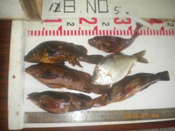 姫路市立遊魚センター シラサで五目釣り〜ア…