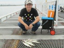 尼崎市立魚つり公園 ズボ釣りでセイゴ