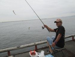 尼崎市立魚つり公園　サビキで数釣り