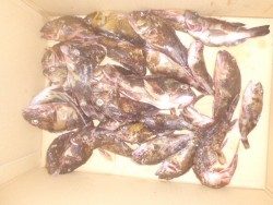 ガシラがクーラーボックス一杯！釣り公園釣果