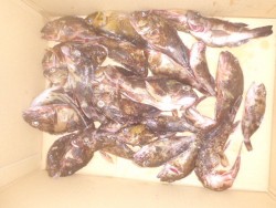 ガシラがクーラーボックス一杯！釣り公園釣果…