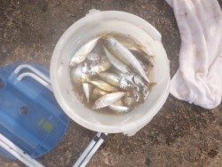 ガシラがクーラーボックス一杯！釣り公園釣果