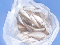 大阪南港海釣り公園　小アジが200匹