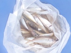 大阪南港海釣り公園　小アジが200匹