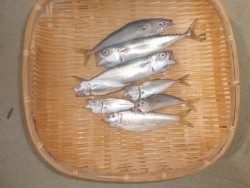 大阪南港海釣り公園 サバ・アジが終日釣れました