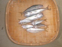 大阪南港海釣り公園 サバ・アジが終日釣れま…