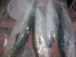 大阪南港海釣り公園 サバ・アジが終日釣れました