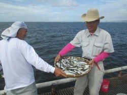 尼崎市立魚つり公園　良型サヨリ回ってきました！