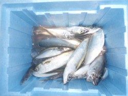 大阪南港海釣り公園　強風の中サバ、アジ