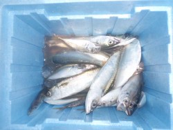 大阪南港海釣り公園　強風の中サバ、アジ