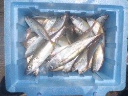 大阪南港海釣り公園　強風の中でアジ300匹