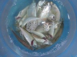 大阪南港海釣り公園　強風の中でアジ300匹