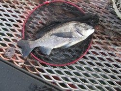 尼崎市立魚つり公園 サビキ好調