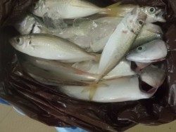 大阪南港海釣り公園、アジ園内で2000匹!