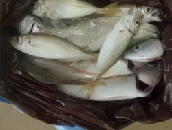 大阪南港海釣り公園、アジ園内で2000匹！…