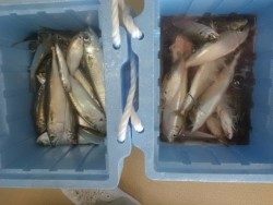 大阪南港海釣り公園、アジ園内で2000匹!