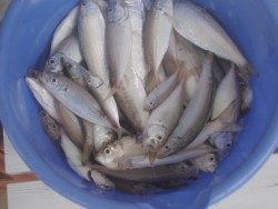 大阪南港海釣り公園 豆アジ好釣！