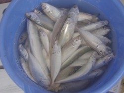 大阪南港海釣り公園 豆アジ好釣！