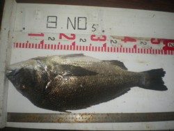 姫路市立遊魚センター　チヌ　５０．５ｃｍ！