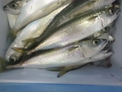 大阪南港海釣り公園　サバ、アジ、サッパの数…