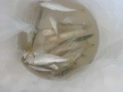 大阪南港海釣り公園　アジ、サバ、サッパ