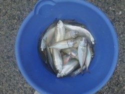 大阪南港海釣り公園　ガシラも釣れてます！