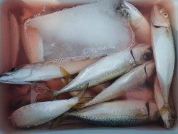 大阪南港海釣り公園　サビキ好調