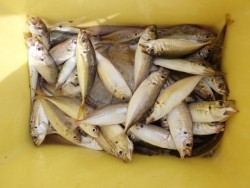 大阪南港海釣り公園　午前中に釣果集中！