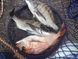 和歌山北港魚つり公園でチヌ・マダイ