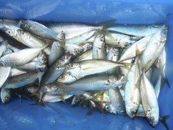 和歌山北港魚つり公園　アジ・サバ