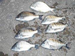 和歌山北港魚つり公園　チヌ・ヘダイ