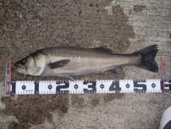 神戸市立平磯海づり公園　ウキ釣りでハネ