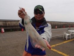 平磯海づり公園　エギングでアオリイカ1kgジャスト