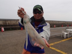 平磯海づり公園　エギングでアオリイカ1kg…