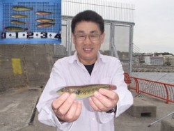 神戸市立平磯海づり公園、投げでベラ釣り