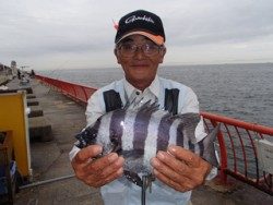 神戸市立平磯海づり公園　イシダイ（記録賞）