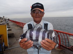 神戸市立平磯海づり公園　イシダイ（記録賞）…