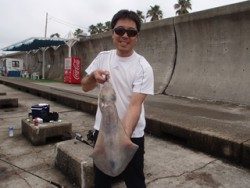 神戸市立平磯海づり公園　アオリイカ（記録賞）