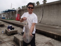 神戸市立平磯海づり公園　アオリイカ（記録賞…